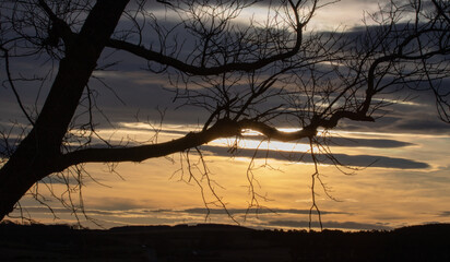 sunset through the trees