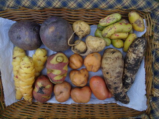 Several Peruvian tubers (Oca, Ullucus, Arracacha, Maca, Mashua, Potatos)