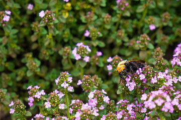 Green grass with small purple flowers on which a large insect sits