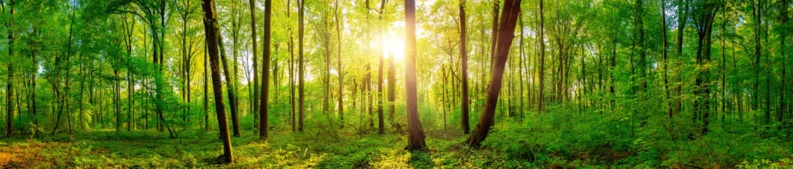 Foto auf Alu-Dibond Panorama eines schönen grünen Waldes mit heller Sonne, die durch große Bäume scheint © Günter Albers