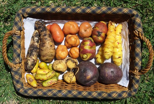 Several Peruvian tubers (Oca, Ullucus, Arracacha, Maca, Mashua, Potatos)