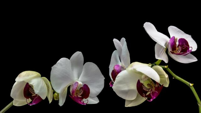 Beautiful Orchid flowers blooming on black background, close-up. 4K Timelapse.