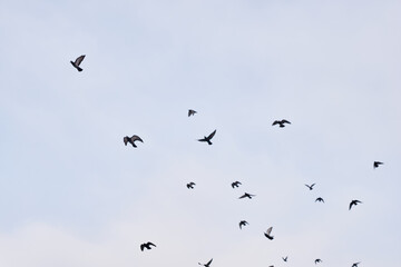 Flying pigeons. Flock (flight) of birds. Free birds in front of sky background