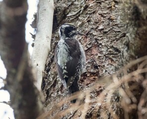 The three-fingered woodpecker.