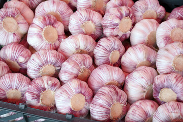 Garlic harvest for food textures