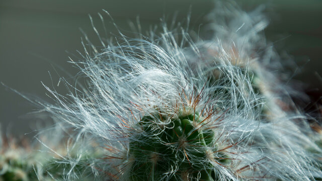 kaktus z długimi włosami
