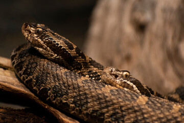 Two snakes rest on each other's coils