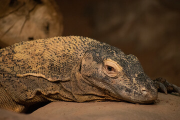 A closeup of a komodo dragon