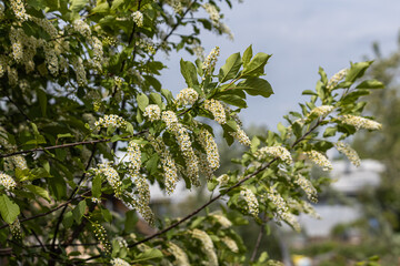 White blooming of wild bird cherry tree with green leaves is in a park