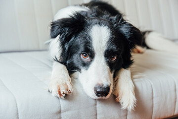 Funny portrait of cute smiling puppy dog border collie on couch indoors. New lovely member of family little dog at home gazing and waiting. Pet care and animals concept.