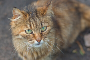 red cat with green eyes