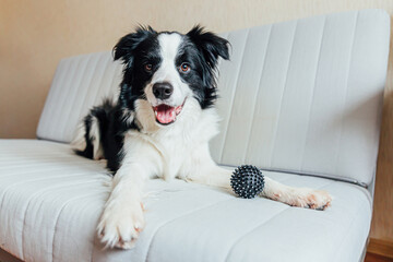 Fototapeta na wymiar Funny portrait of cute smiling puppy dog border collie playing with toy ball on couch indoors. New lovely member of family little dog at home gazing and waiting. Pet care and animals concept.