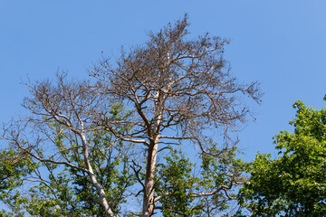 Withered tree crown between green tree crowns.