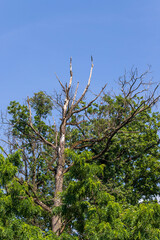 Withered crown of a tree. In the background is a blue sky without clouds.
