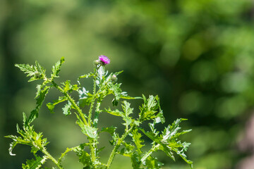 Blue thistle flower on a green background. The photo has a nice bokeh.