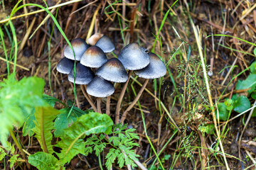 Small gray mushrooms in a bunch grow in the green grass.