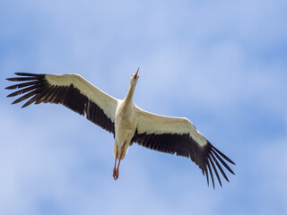 White Stork with wings raised. An elegant white stork has its wings raised as it is seen flying across a clear blue sky.