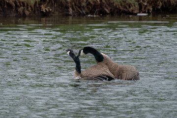 Canada geese mating season