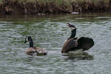 Canada geese mating season