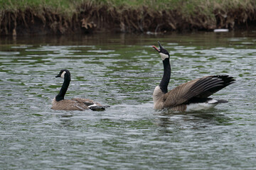 Canada geese mating season