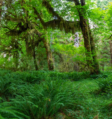 View of moss covered trees and ferns in the rainforest on the Olympic Peninsula in Washington. 