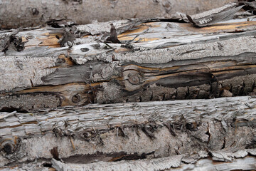 Baumrinde an Baumstämmen von abgeholztem Wald - Stockfoto