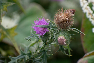 A closeup of a teasel head plant