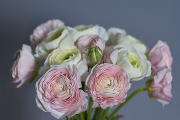 Spring flowers bouquet. Pink and white ranunculus flowers isolated on gray background. Beautiful buttercup bouquet.