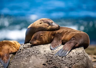 Foto op Canvas sea lion resting on the rocks © Joseph