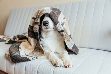 Funny puppy dog border collie lying on couch under plaid indoors. Lovely member of family little dog at home warming under blanket in cold fall autumn winter weather. Pet animal life concept.