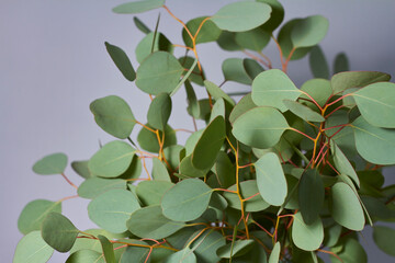 Fototapeta na wymiar Branches of eucalyptus in vase on table on gray background. Home decor. Blog, website or social media concept.