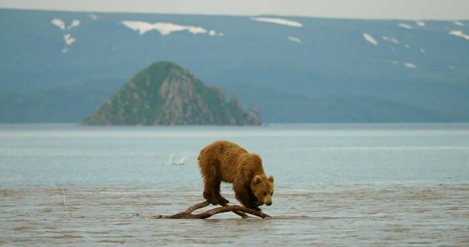 Brown bears hunting salmon on the Kuril Lake in Kamchatka in Russia. Kamchatka Peninsula.