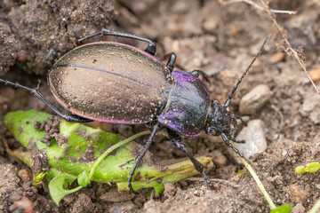 beetle on the green leaf