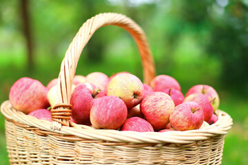 Organic red, pink apples in wicker basket outdoor in orchard. Autumn beautiful garden with green Grass. Harvest season concept. Harvesting, picking healthy fruits in summer. Self-cultivation. Card