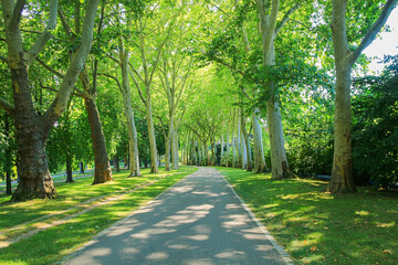 walkway through green sycamore tree alley