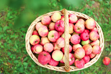 Organic red, pink apples in wicker basket outdoor in orchard. Autumn beautiful garden with green Grass. Harvest season concept. Harvesting, picking healthy fruits in summer. Self-cultivation. Card