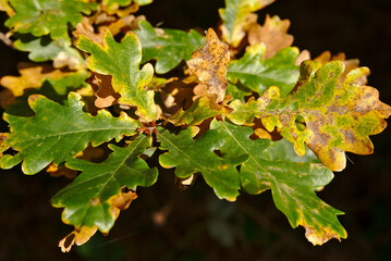 Oak leaves hanging from branch, green brown and yellow, in autumn