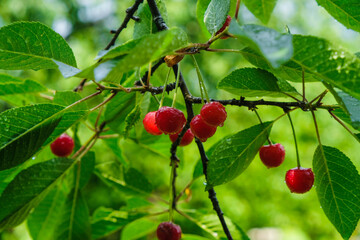 Raindrops on ripe cherries and leaves. The sun is reflected in drops. Ukrainian garden after the summer rain. Copy space.
