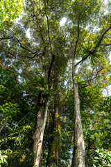 Large Durian Tree (Durio zibethinus)