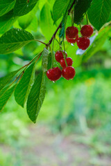 Raindrops on ripe cherries and leaves. The sun is reflected in drops. Ukrainian garden after the summer rain. Copy space. Vertical image.
