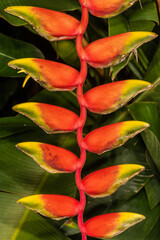 False-Bird-of-Paradise (Heliconia rostrata)