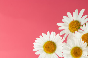 Fresh white chamomile flowers on a pink pastel background. Copy space. Creative floral background.
