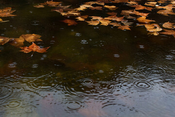 autumn leaves on rain drops reflected in water park pond