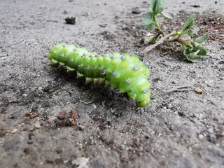 Fototapeta premium green caterpillar on a branch