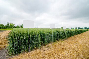 demo plots of cereals with pointers flags, new varieties in winter barley and wheat