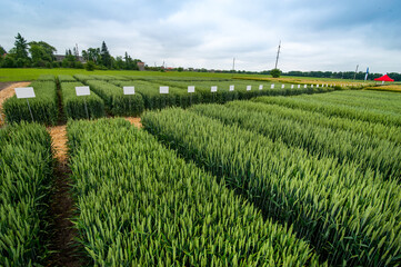 demo sectors of cereals with pointers flags, new varieties in winter barley and wheat