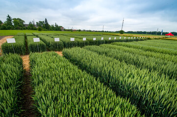 demo sectors of cereals with pointers flags, new varieties in winter barley and wheat