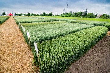 demo plots of cereals with pointers flags, new varieties in winter barley and wheat