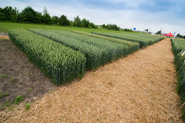 demo plots of cereals with pointers flags, new varieties in winter barley and wheat