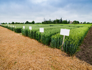 demo plots of cereals with pointers flags, new varieties in winter barley and wheat